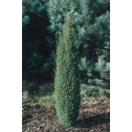 Juniperus communis 'Hibernica' / Harilik kadakas 'Hibernica'